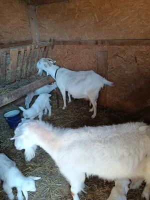 Vând capre - imagine 2