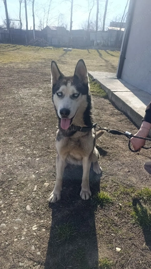 Am spre vânzare cățelușa husky siberiana 