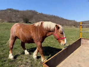 Armăsar tânăr de vânzare   crescut natural, cu acte și cip - imagine 3