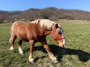 Armăsar tânăr de vânzare   crescut natural, cu acte și cip - imagine 2