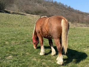 Armăsar tânăr de vânzare   crescut natural, cu acte și cip - imagine 5