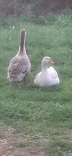 De vânzere pereche de gâscă - imagine 4