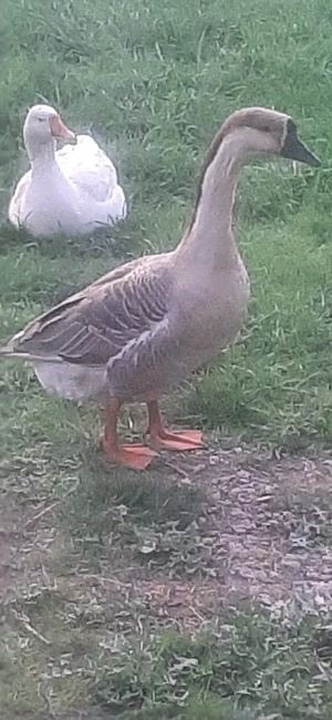 De vânzere pereche de gâscă - imagine 3