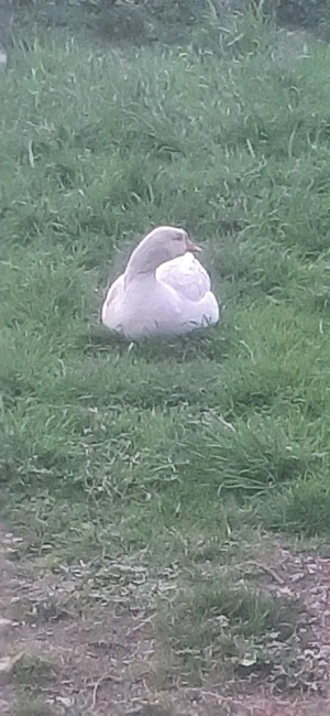 De vânzere pereche de gâscă - imagine 2