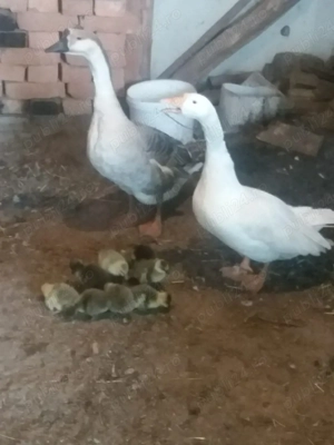 De vânzere pereche de gâscă