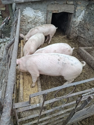 vand 2 scrofițe pe alese - imagine 2