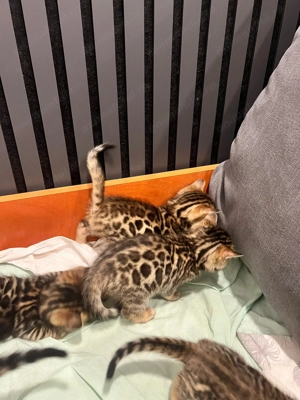 Pui pisica rasă bengal - imagine 4