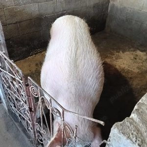 Scroafa de vânzare  - imagine 2