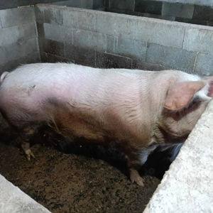 Scroafa de vânzare  - imagine 3