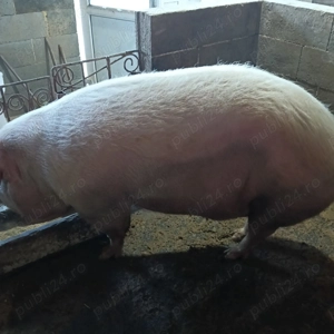 Scroafa de vânzare  - imagine 5