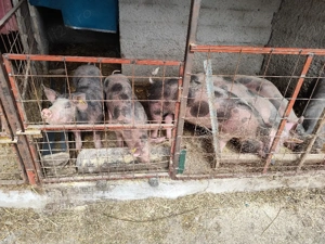 Vând porci  - imagine 3