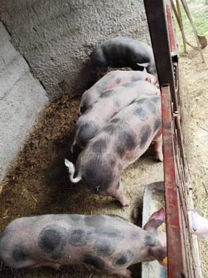 Vând porci  - imagine 5