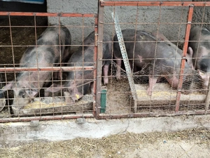 Vând porci  - imagine 4