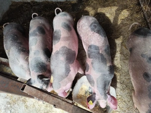 Vând porci  - imagine 2