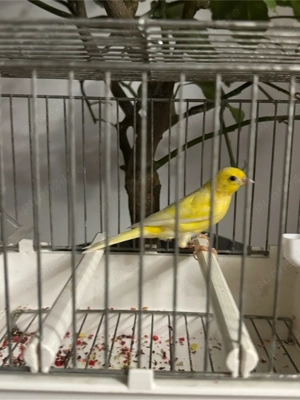 Canari de vanzare 