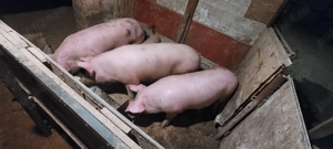 Vand porci  - imagine 2