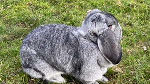 Femela Berbec German  - imagine 3