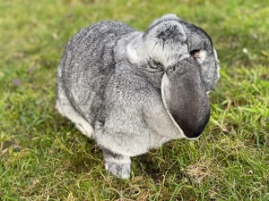 Femela Berbec German  - imagine 2