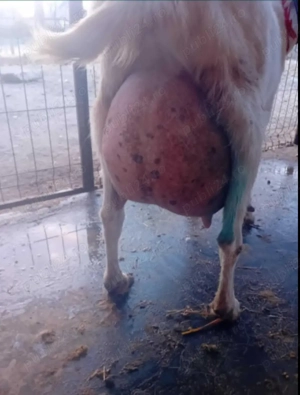 Vând țap din rasa saanen - imagine 3