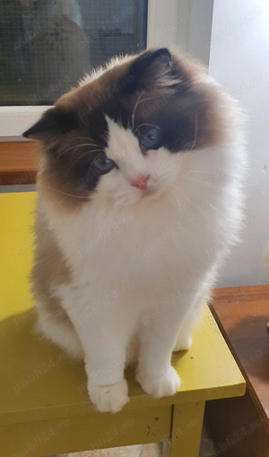 Motanel Ragdoll - imagine 3