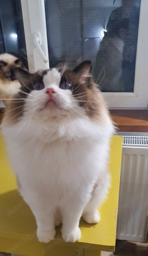 Motanel Ragdoll - imagine 2