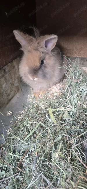 vînd pui de iepurași  - imagine 4
