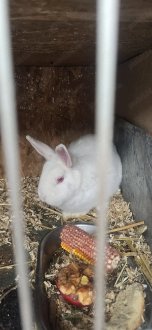 vînd pui de iepurași  - imagine 3