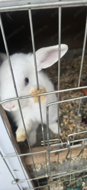 vînd pui de iepurași  - imagine 2