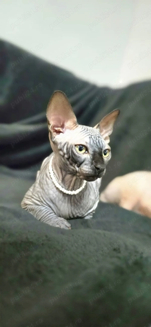 Suntem 2 motani sphynx  - imagine 4