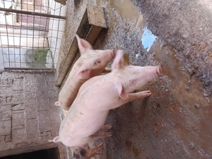 Vind purcei - imagine 2