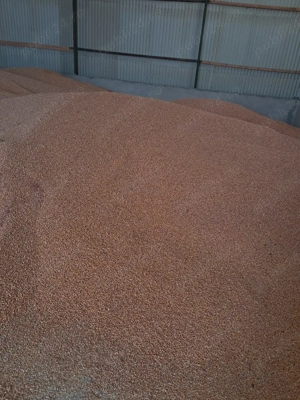 Porumb boabe  350 to