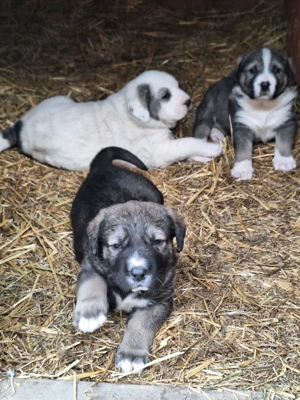 Vînd pui de Volkodav - imagine 5