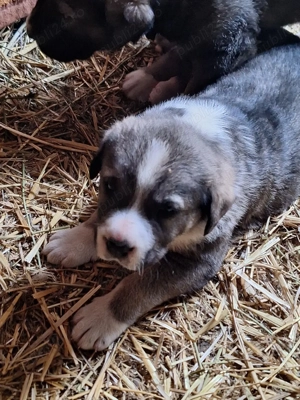 Vînd pui de Volkodav - imagine 2