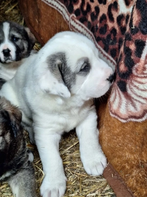 Vînd pui de Volkodav - imagine 4