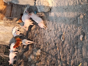 Vindem purcei loc buia jud sibiu