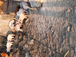 Vindem purcei loc buia jud sibiu - imagine 2