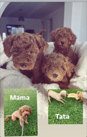 Puii pudel   caniche   rosu  roscat   poodle   maltipoo - imagine 2