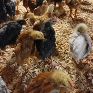 Vând pui rasă mixta  - imagine 3