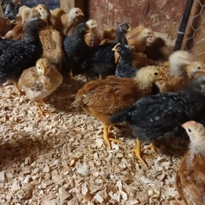 Vând pui rasă mixta  - imagine 2