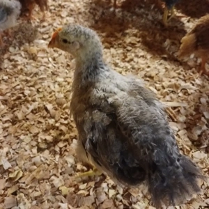 Vând pui rasă mixta  - imagine 4