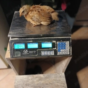 Vând pui rasă mixta 