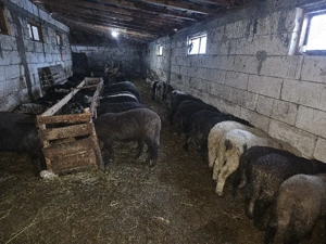 Miei pentru Paște.     - imagine 4