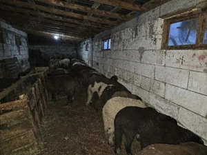 Miei pentru Paște.     - imagine 2