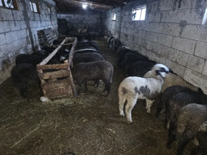 Miei pentru Paște.     - imagine 3