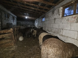 Miei pentru Paște.     - imagine 5