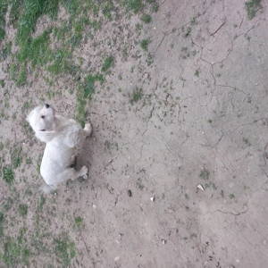 De vinzare bisoni maltezi 2femele  - imagine 2