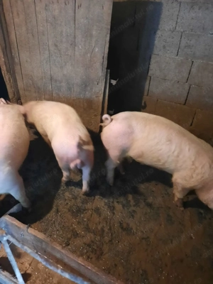 Vând purcei rasa de carne - imagine 2