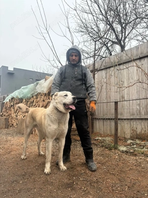 Volkodav de 2 ani - imagine 4