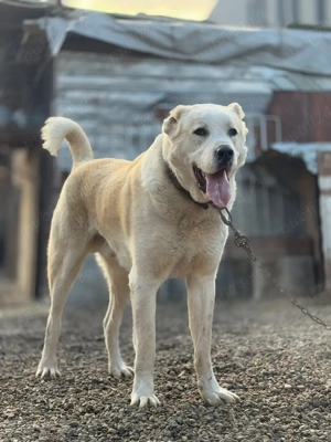 Volkodav de 2 ani - imagine 2