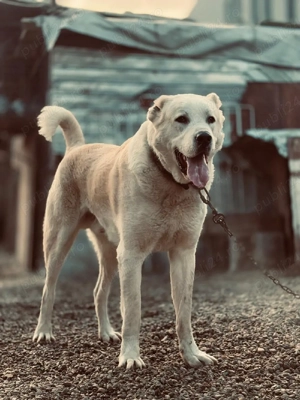 Volkodav de 2 ani - imagine 3